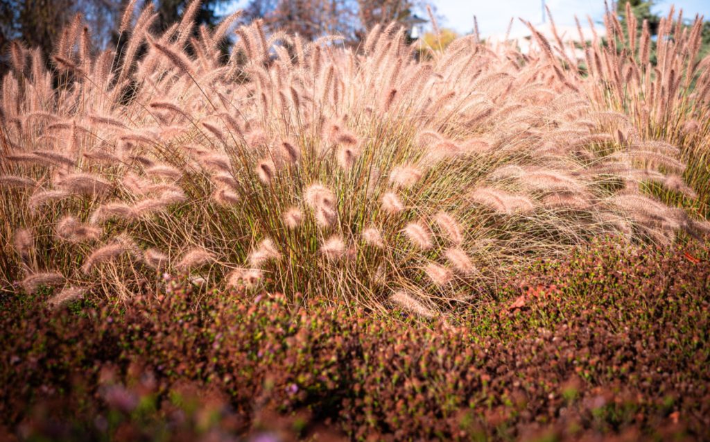 ornamental grassland garden at Old World Garden Farms