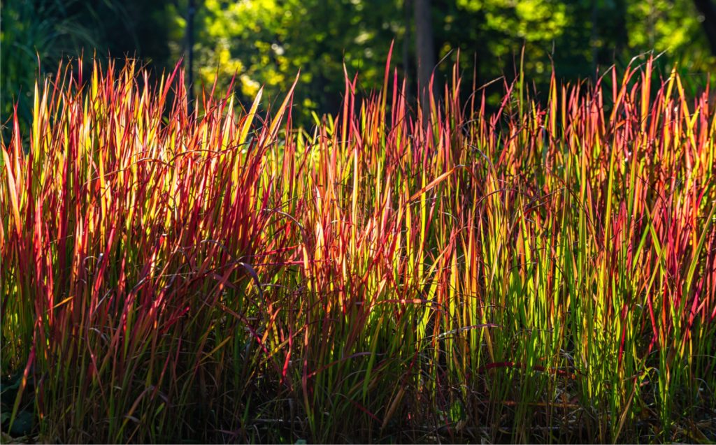 Grassland Garden